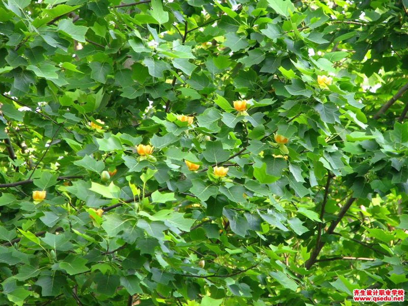 园林植物中一般较公认的阳性树种有哪些