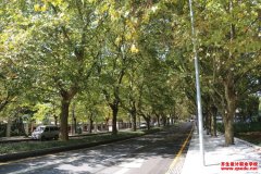 适宜在市区做行道树的植物树种有哪些？