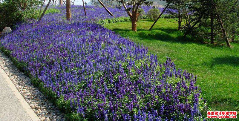 蓝花鼠尾草的花期,形态特征,生长习性和园林用途