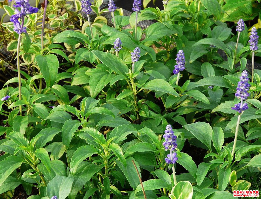 蓝花鼠尾草的花期,形态特征,生长习性和园林用途
