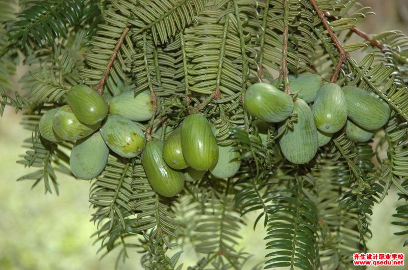 别称:中国榧,榧树,玉榧,野杉子;   科属:红豆杉科 榧树属