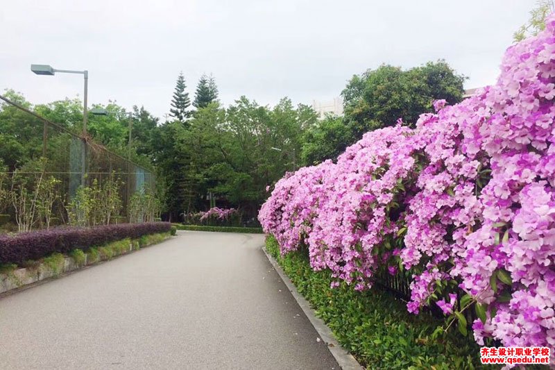 蒜香藤的花期,形态特征,生长习性和园林用途