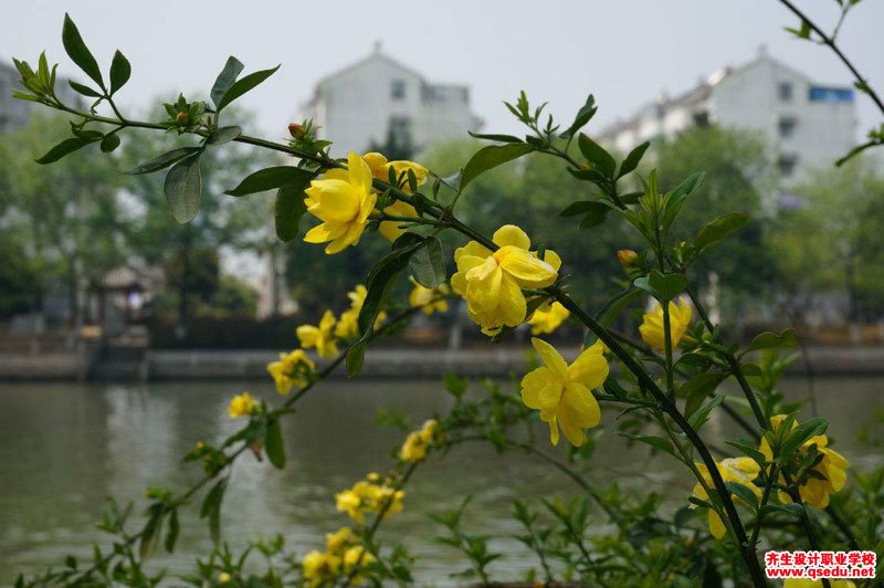 迎春花的花期,形态特征,生长习性和园林用途