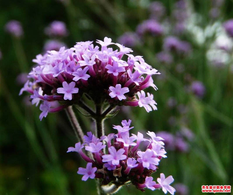 柳叶马鞭草的花期,形态特征,生长习性和园林用途