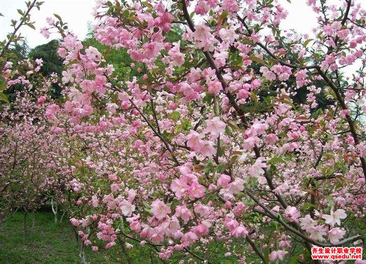 垂丝海棠的花期,形态特征,生长习性和园林用途