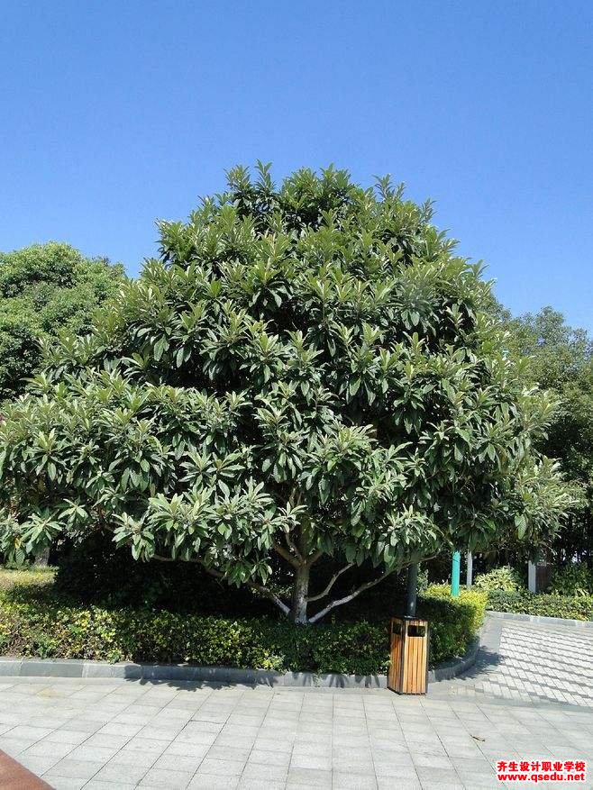 枇杷树的形态特征,生长习性和园林用途