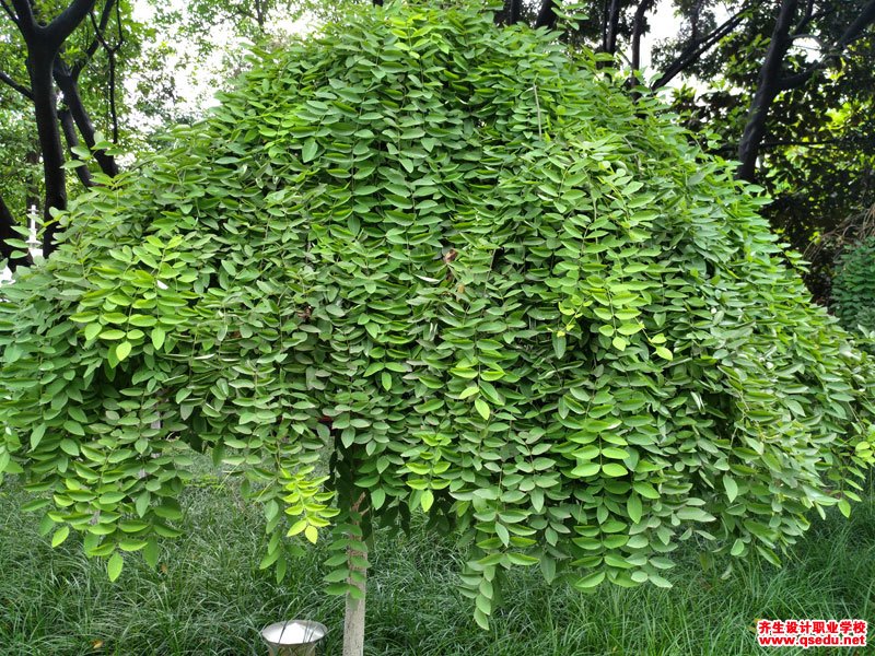 龙爪槐的花期,形态特征,生长习性和园林用途