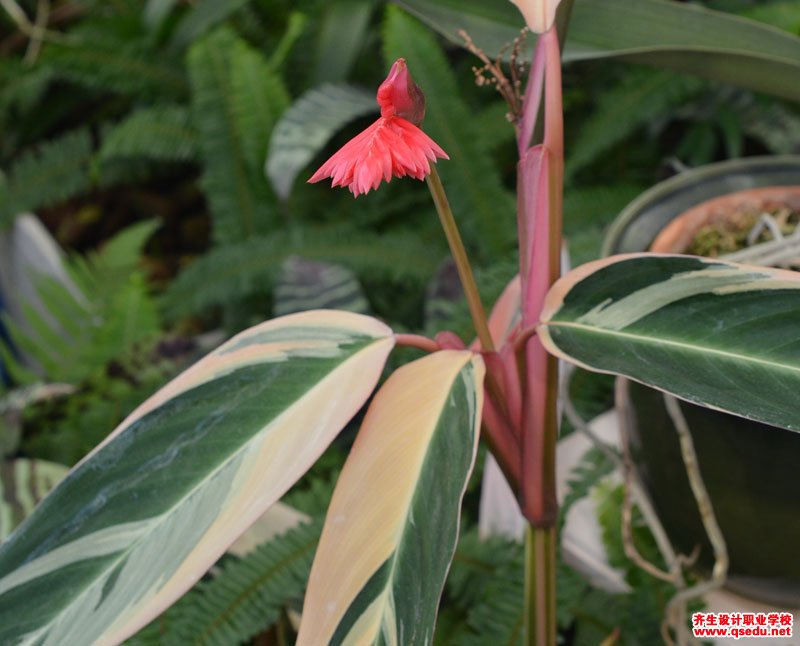 节花竹芋(七彩竹芋)的形态特征,生长习性和园林用途