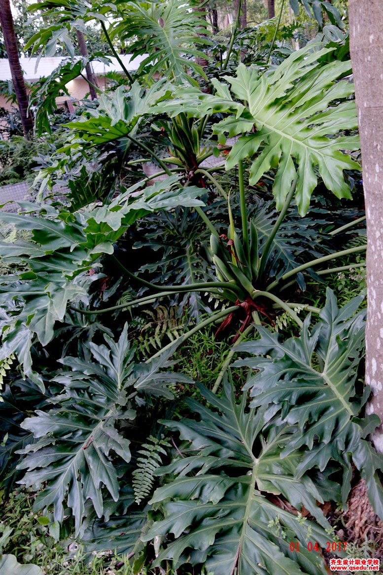 多年生常绿草本植物,株高80-100厘米,叶柄长达40-50厘米,全叶羽状深裂