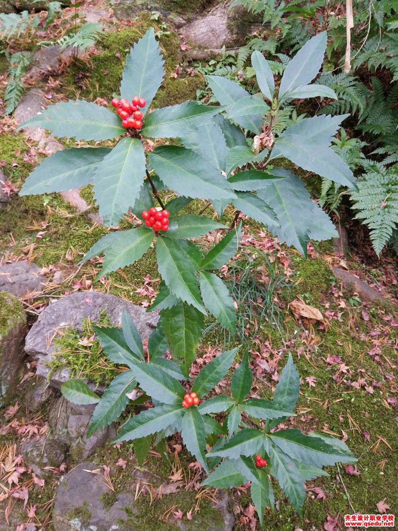 草珊瑚的形态特征,生长习性和园林用途