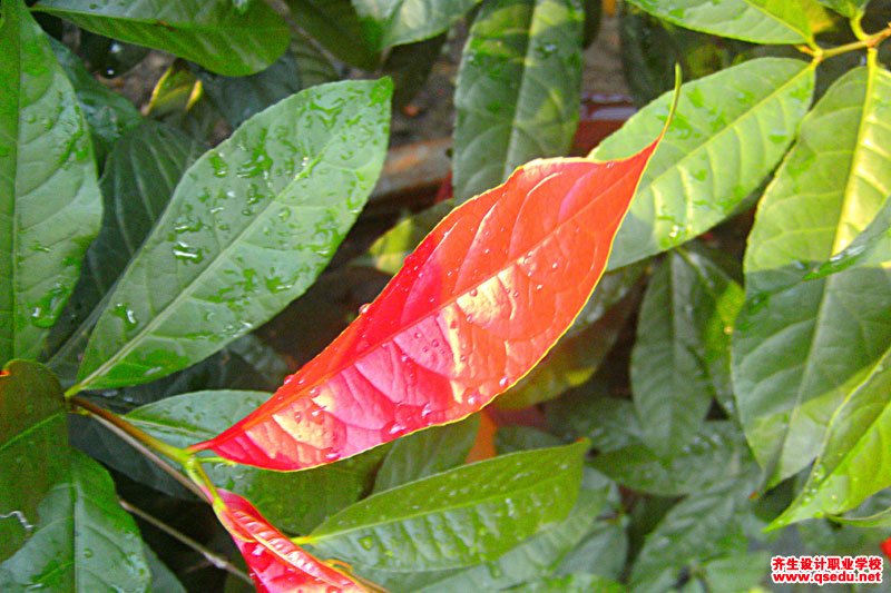 红背桂花的形态特征,生长习性和园林用途
