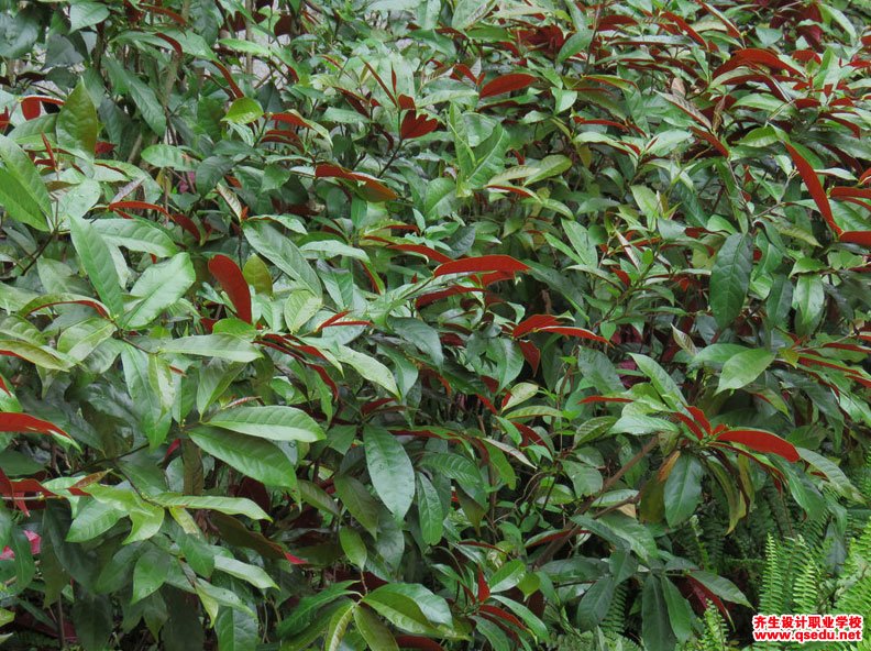 红背桂花的形态特征,生长习性和园林用途