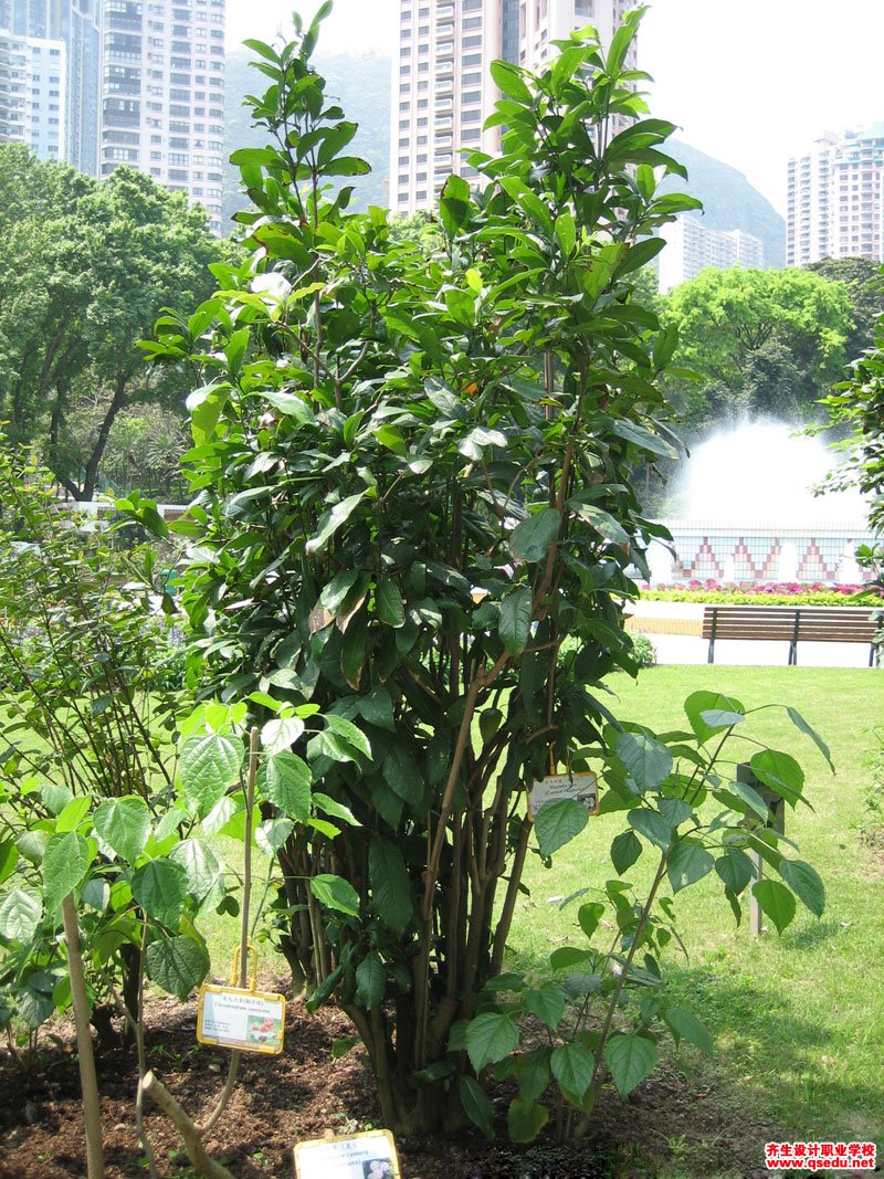 夜香木兰(夜合花)的花期,形态特征,生长习性和园林用途