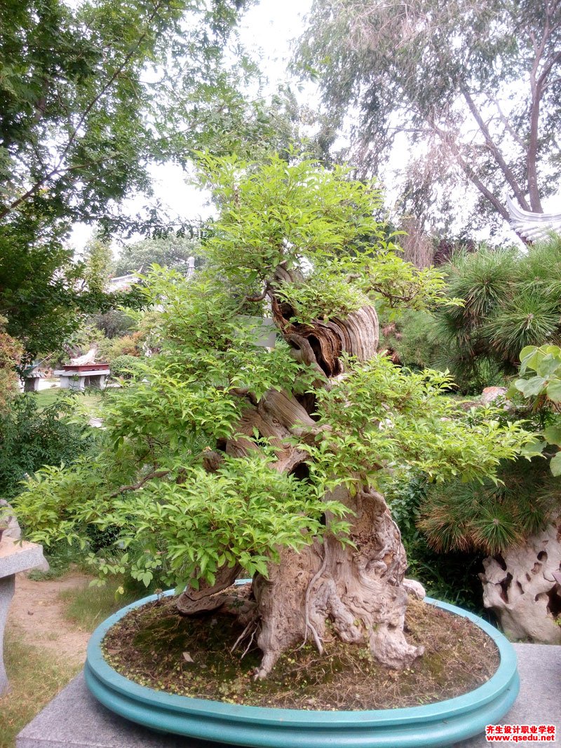 牡荆的花期,形态特征,生长习性和园林用途