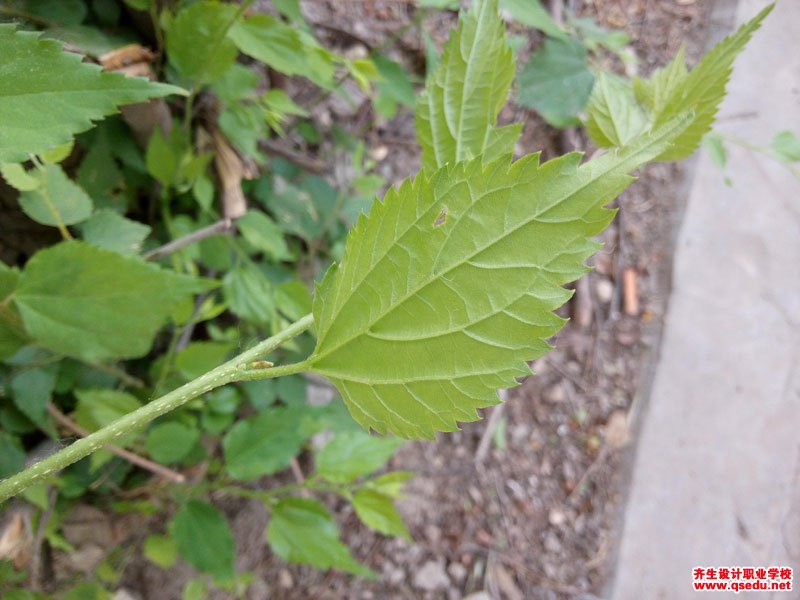 青檀树的形态特征,生长性和园林用途