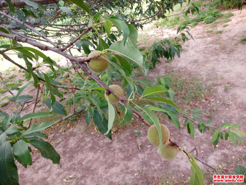 山桃的花期,形态特征,生长习性和园林用途