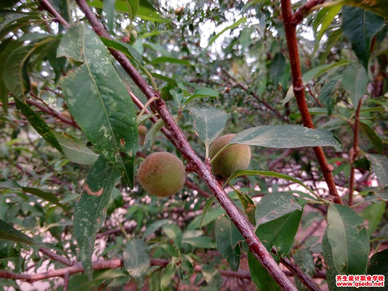 山桃的花期,形态特征,生长习性和园林用途