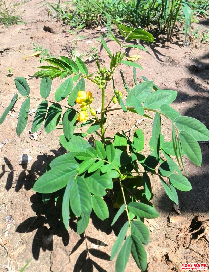 望江南的花期,形态特征,生长习性和园林用途