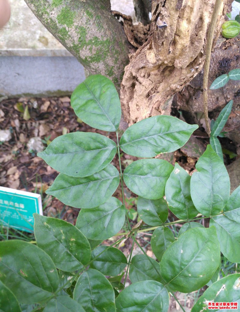 昆明鸡血藤(网络崖豆藤)的花期,形态特征,生长习性和园林用途