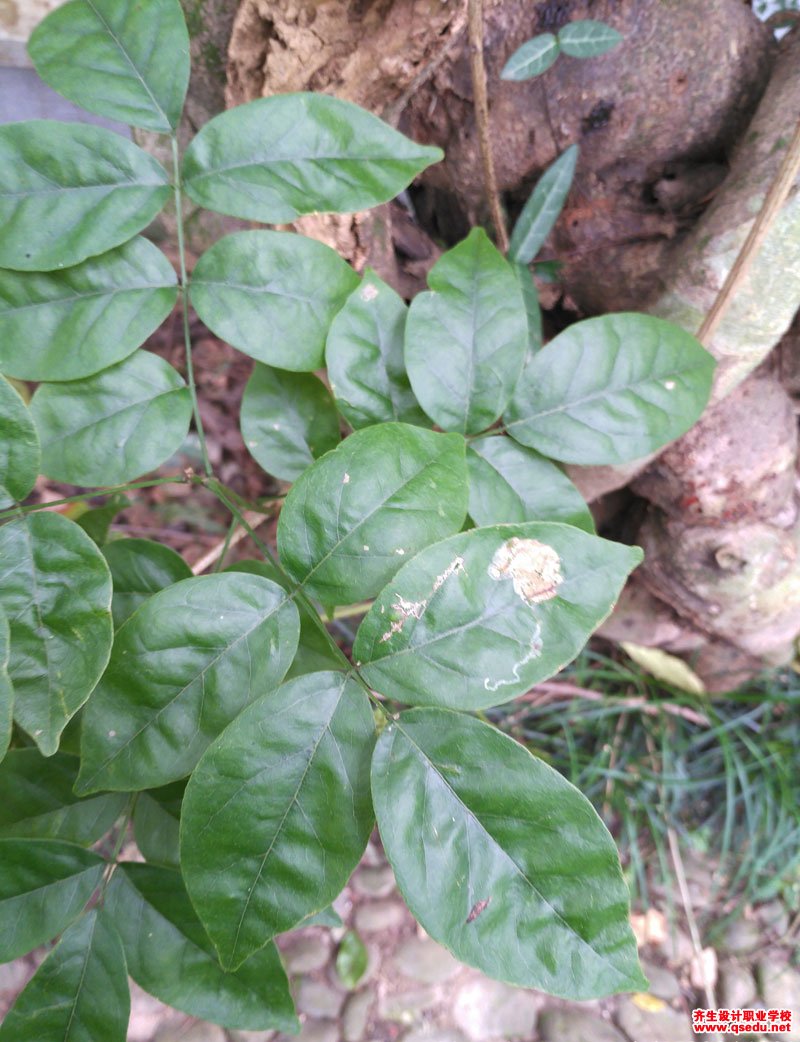 昆明鸡血藤(网络崖豆藤)的花期,形态特征,生长习性和园林用途