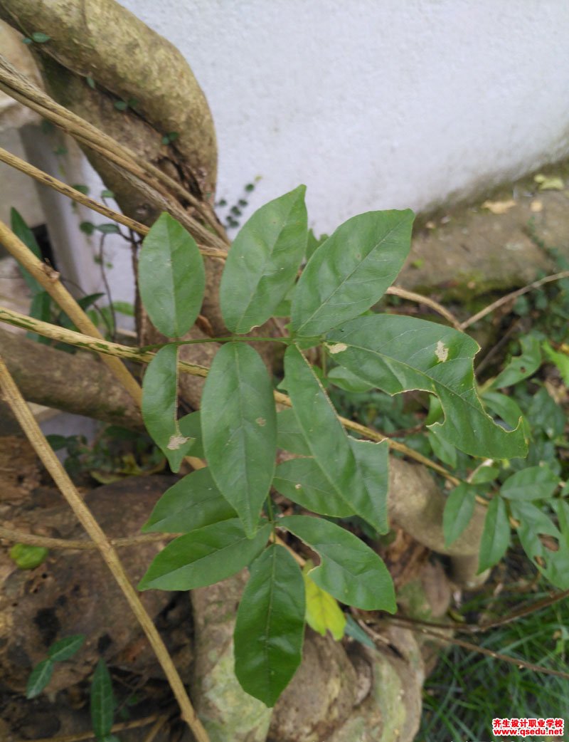 昆明鸡血藤(网络崖豆藤)的花期,形态特征,生长习性和园林用途