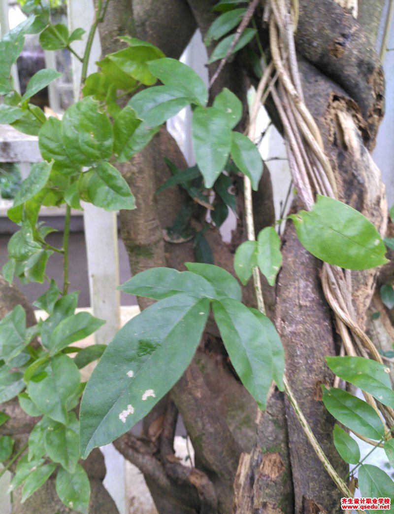 昆明鸡血藤(网络崖豆藤)的花期,形态特征,生长习性和园林用途