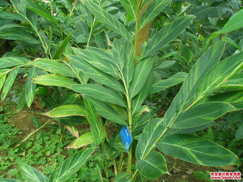 花叶艳山姜的花期,形态特征,生长习性和园林用途