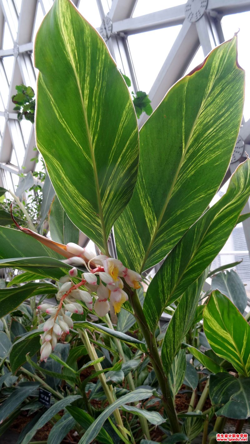 花叶艳山姜的花期,形态特征,生长习性和园林用途