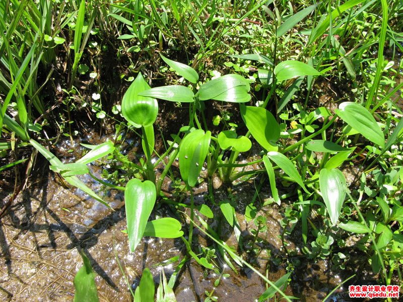 鸭舌草的形态特征,生长习性和园林用途