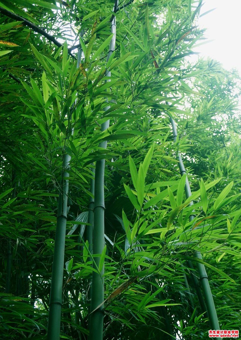 青皮竹的形态特征,生长习性和园林用途