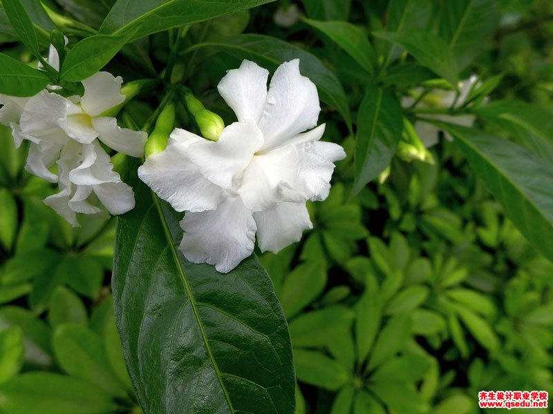 狗牙花的花期,形态特征,生长习性和园林用途