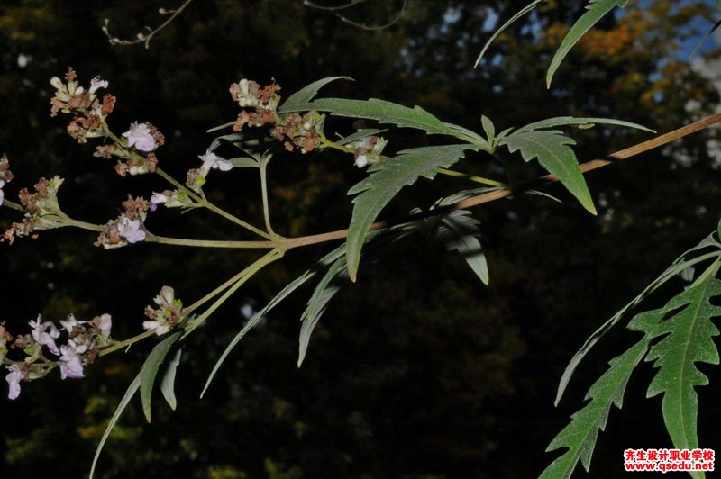 荆条的花期,形态特征,生长习性和园林用途