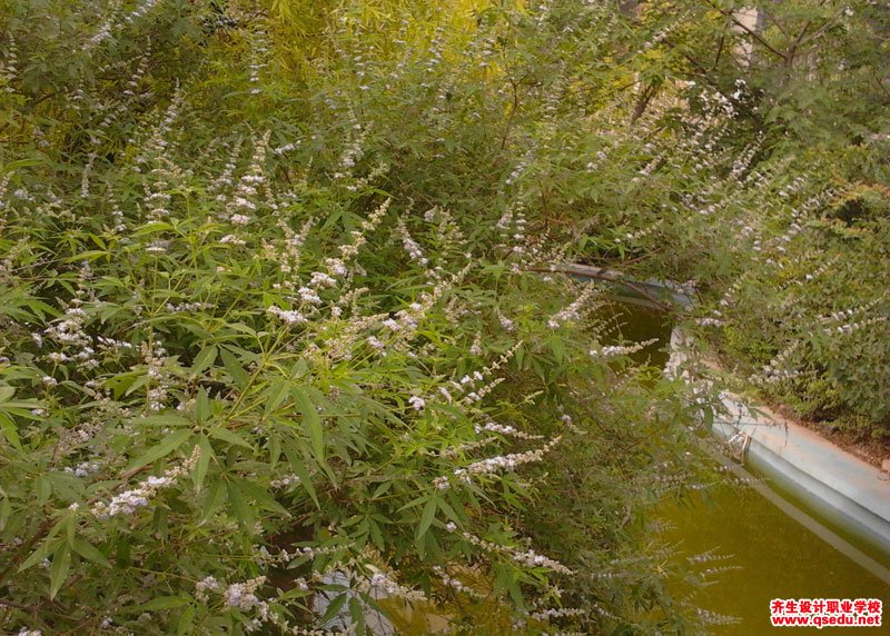 荆条的花期,形态特征,生长习性和园林用途