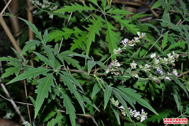 荆条的花期,形态特征,生长习性和园林用途