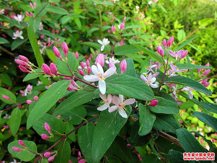 新疆忍冬(鞑靼忍冬)的花期,形态特征,生长习性和园林用途