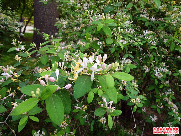 新疆忍冬(鞑靼忍冬)的花期,形态特征,生长习性和园林用途