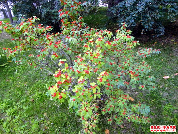 新疆忍冬(鞑靼忍冬)的花期,形态特征,生长习性和园林用途