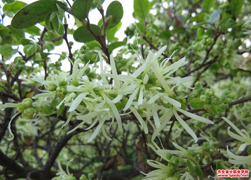 檵木(白花檵木)的花期,形态特征,生长习性和园林用途