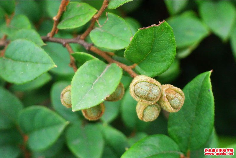 檵木(白花檵木)的花期,形态特征,生长习性和园林用途