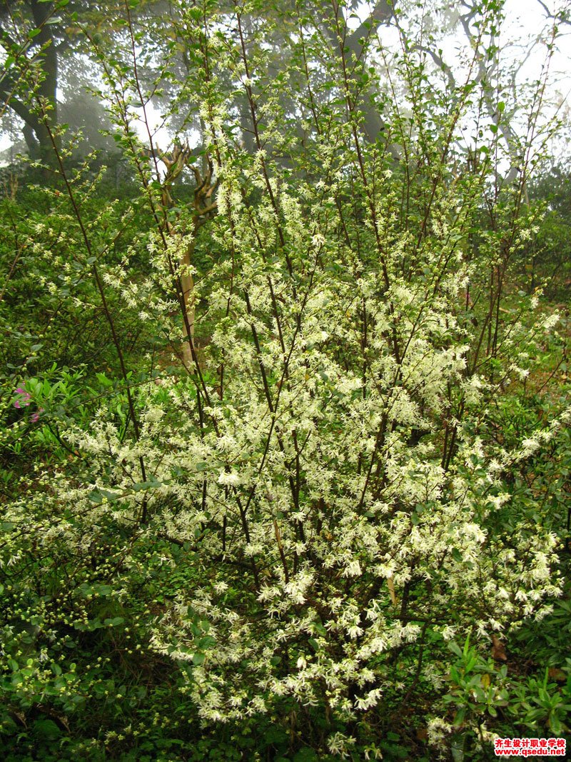 檵木(白花檵木)的花期,形态特征,生长习性和园林用途