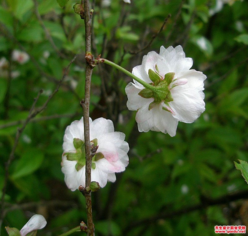 麦李的花期,形态特征,生长习性和园林用途