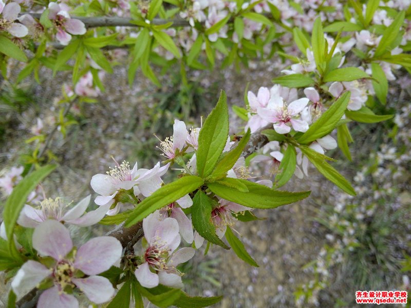 麦李的花期,形态特征,生长习性和园林用途