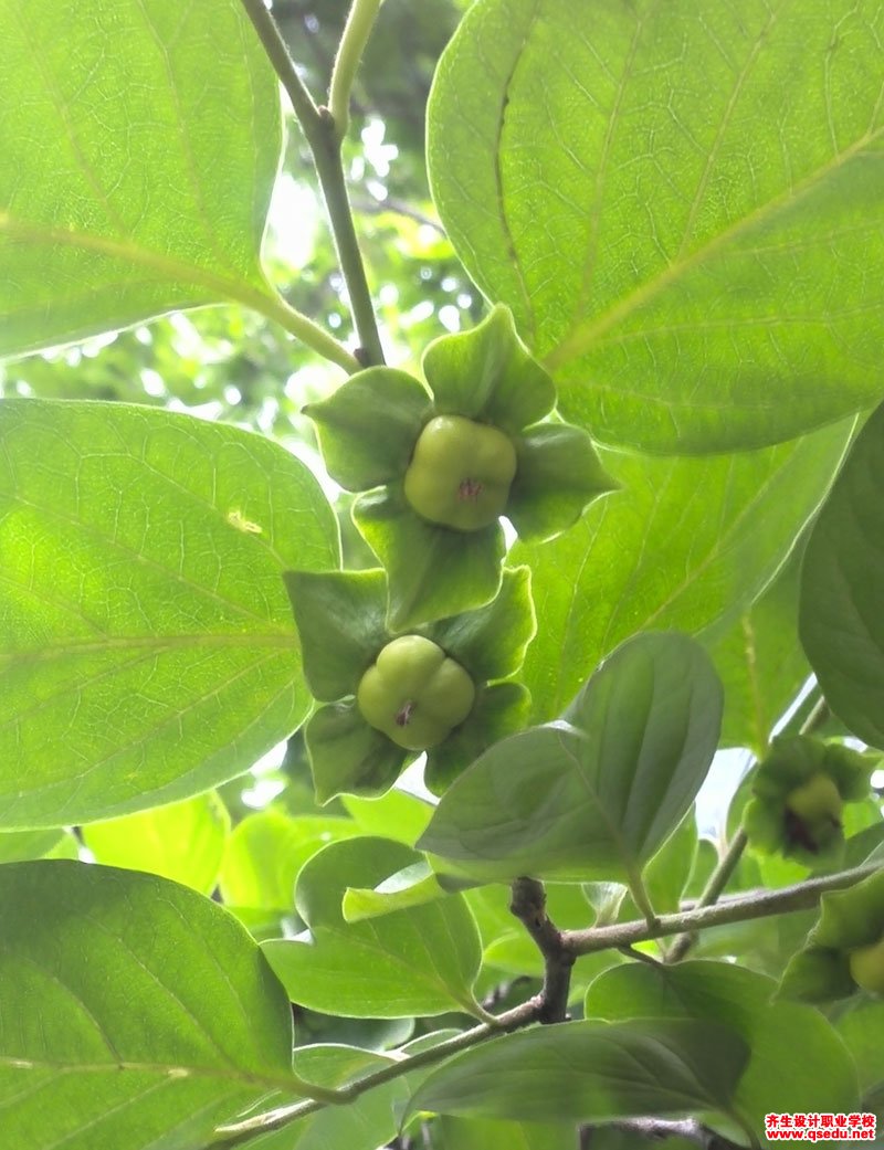 柿(子)树的花果期,形态特征,生长习性和园林用途