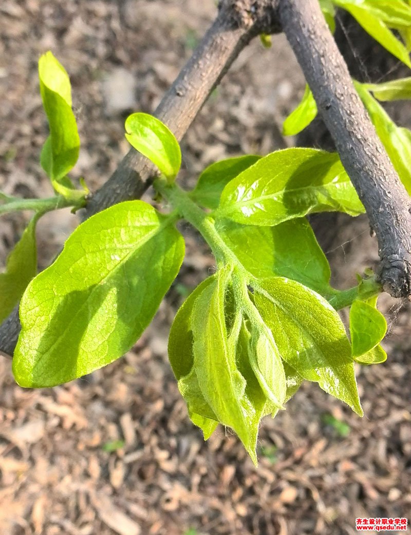 柿(子)树的花果期,形态特征,生长习性和园林用途