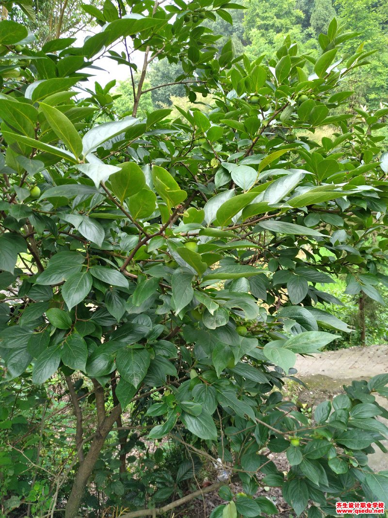 柿(子)树的花果期,形态特征,生长习性和园林用途