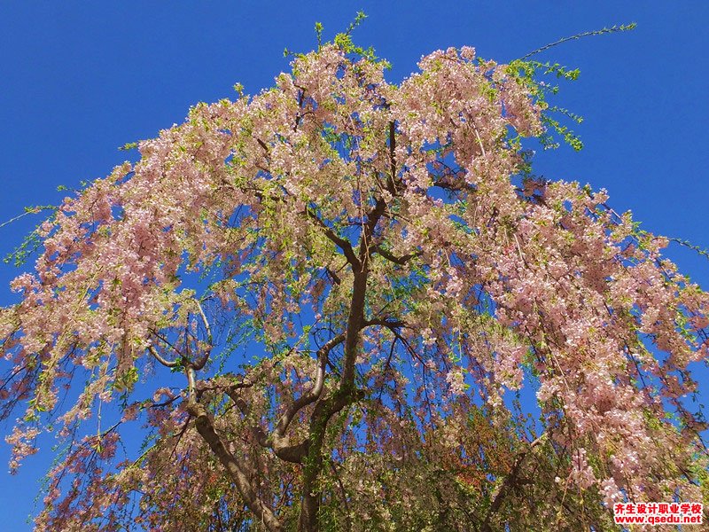 东京樱花(垂枝樱花)的花期,形态特征,生长习性和园林用途