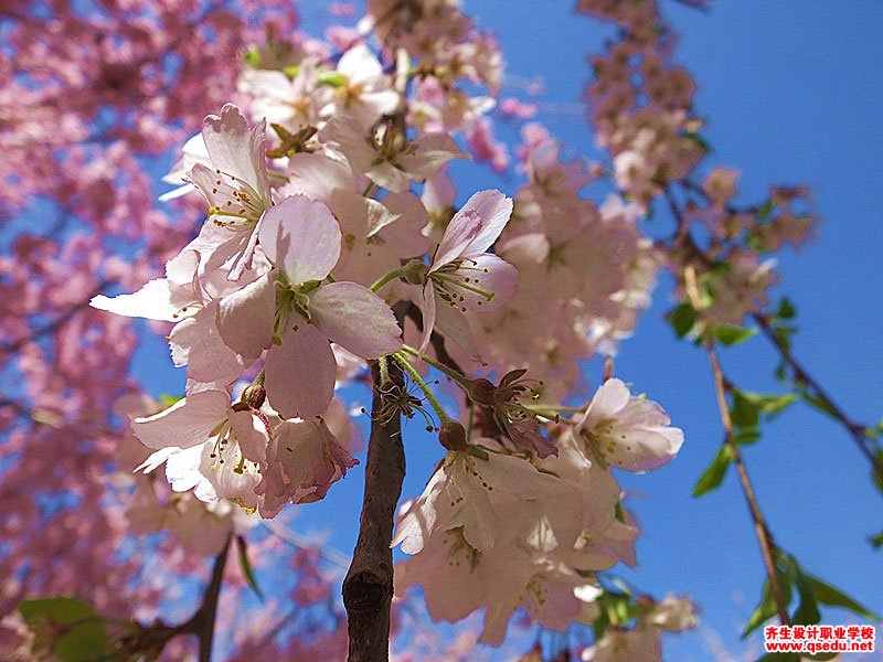 东京樱花(垂枝樱花)的花期,形态特征,生长习性和园林用途
