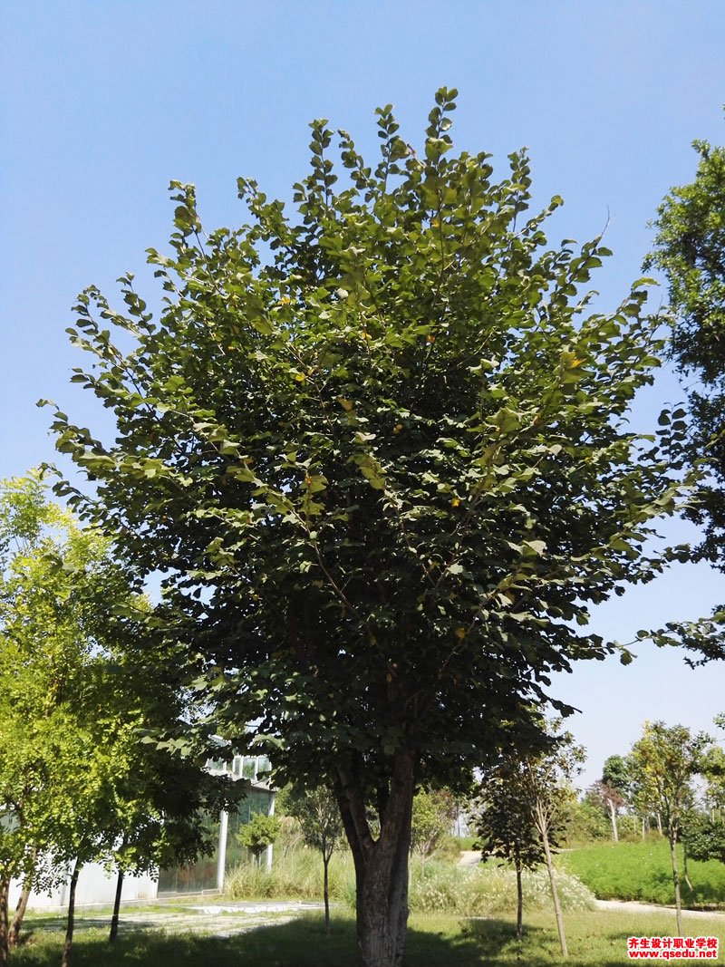 裂叶榆的形态特征,生长习性和园林用途