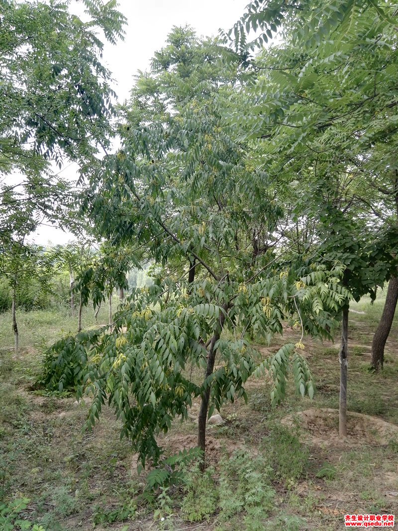 化香树的形态特征,生长习性和园林用途