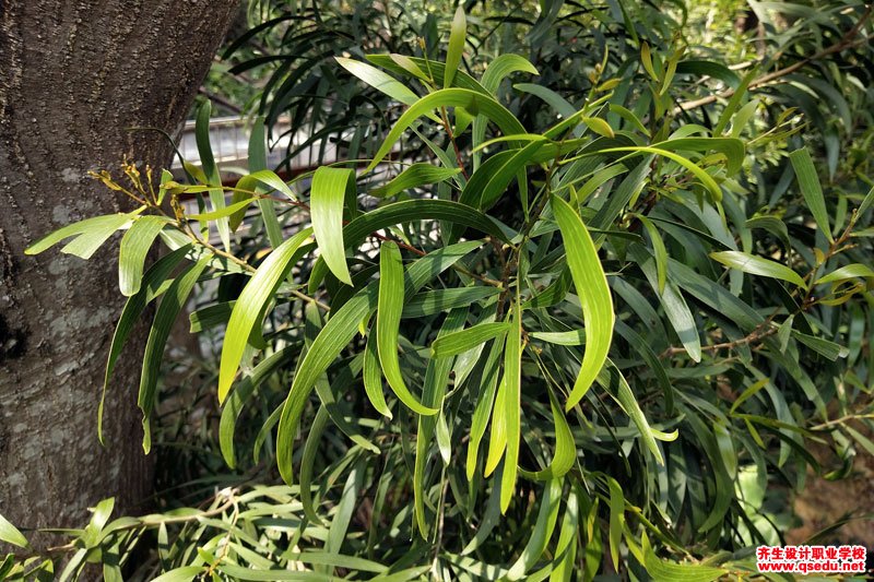 台湾相思树(相思树)的花期,形态特征,生长习性和园林用途